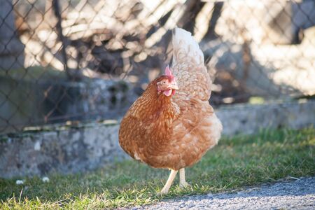 The hen by the road is looking for food. European homemade brown hen. the hen along the road feeds on grass, worms and everything else they have in the grass.の写真素材