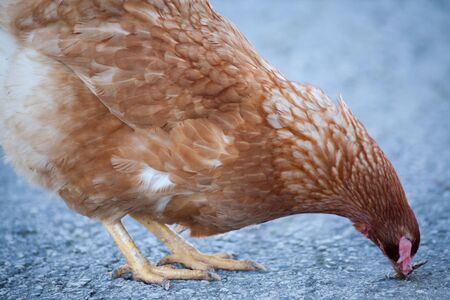 A hen on the road is picking up food. European homemade brown hen. The hen along the road feeds on grass, worms and everything else they have in the grass.の写真素材