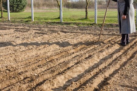 A woman stands behind land prepared for planting. Land prepared flower beds in which are planted...