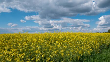 A vast field with yellow flowers and a cloudy skyの写真素材