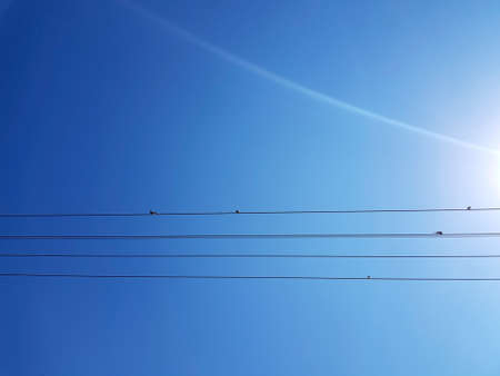 A closeup shot of electrical wires and small sparrows perched on it with a clear blue sky behind.
