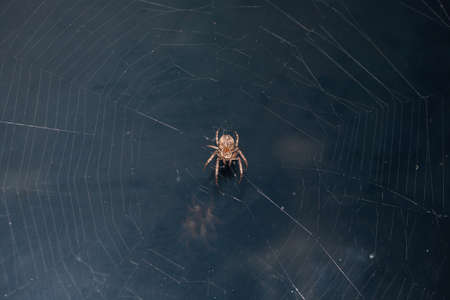 Close up of a brown spider. Eyes sharpened. Visible body hair