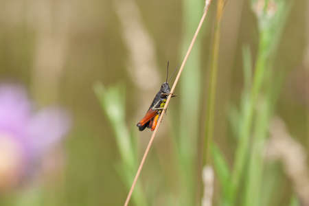 Common field grasshopper (chorthippus brunneus) holds to the stem of the plant. Young grasshopper in...