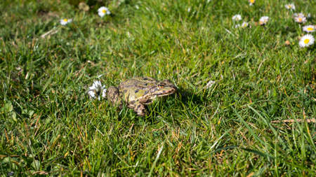 Green toad on the lawn. Common Toad ( Sapo Comun). Close-Up. Frog on a grass.の写真素材