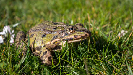 Green toad on the lawn. Common Toad ( Sapo Comun). Close-Up. Frog on a grass.の写真素材