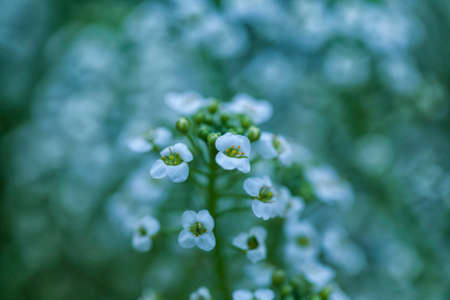 Little white flowers with boker green background. Alison flowers.