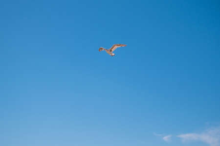 Seagull flying through vivid blue sky. Blue summer sky. No clouds.