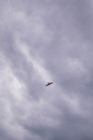 Seagull flying in cloudy sky at day. seagull flying among the clouds.の写真素材