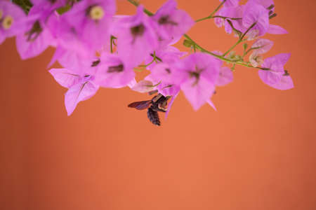 A bee collecting nectar from purple flower, macro.の写真素材