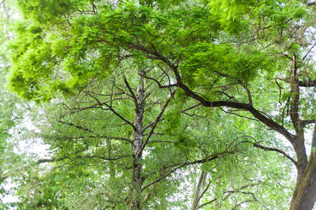 A thin willow tree and a green canopy