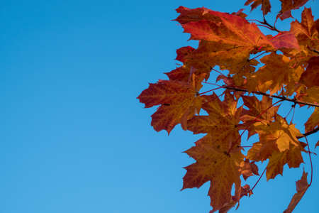 Yellow and red leaves and blue sky in autumn.
