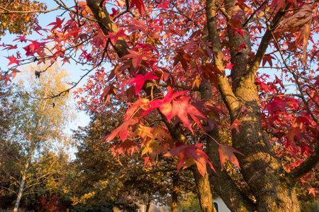 Red leaves and blue sky in autumn.の写真素材