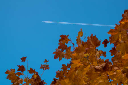 Yellow leaves and blue sky in autumn.の写真素材
