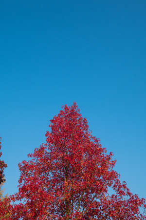 Red leaves and blue sky in autumn.の写真素材