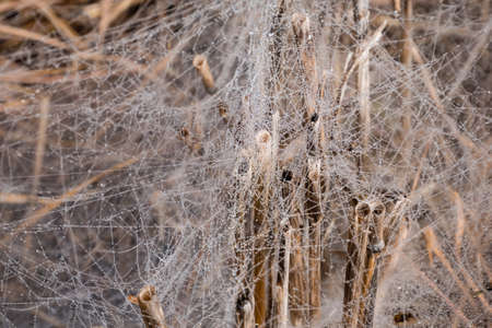 Morning Dew on the spider web. Closeup image, spider web on brown grassの写真素材