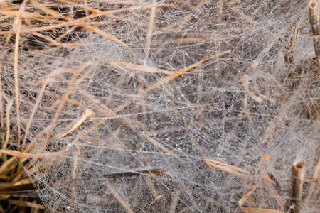 Morning Dew on the spider web. Closeup image, spider web on brown grassの写真素材