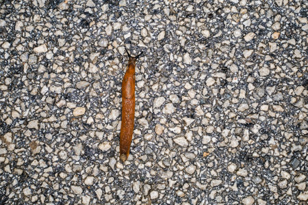 Spanish Slug (Arion lusitanicus - Arion vulgaris) or Portuguese slug as an invasive species and...