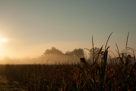 Dorn in green corn field.の写真素材