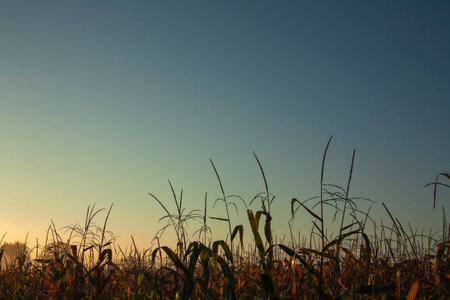 Dorn in green corn field.の写真素材