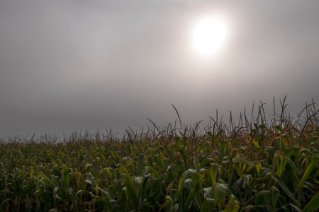 Top of the green corn field.の写真素材