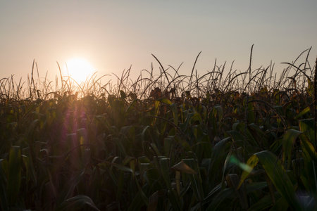 Dorn in green corn field.の写真素材