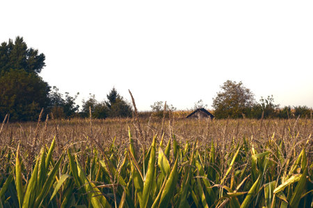 Top of the green corn field.の写真素材
