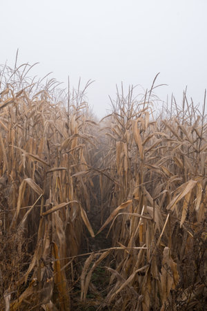 Yellow corn field.の写真素材