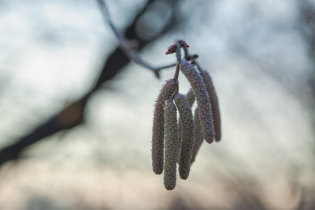 The catkins, also called flowers, are hanging on the hazelnut branches. The frost is on themの写真素材
