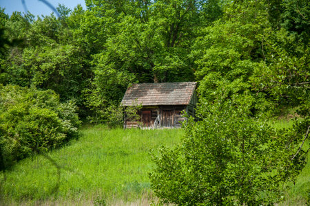 A quaint wooden cabin stands amidst lush green foliage, surrounded by a dense forest, with a serene and rustic ambianceの写真素材