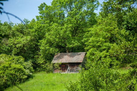 A quaint wooden cabin stands amidst lush green foliage, surrounded by a dense forest, with a serene and rustic ambianceの写真素材