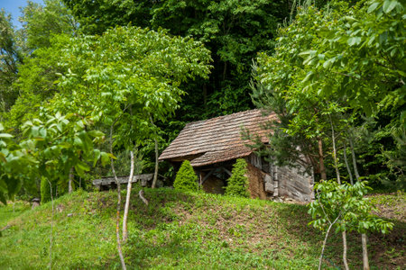 A quaint wooden cabin stands amidst lush green foliage, surrounded by a dense forest, with a serene and rustic ambianceの写真素材