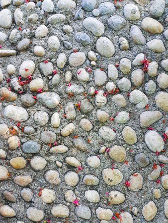 A close-up view of a stone pathway with scattered pink flower petals. The textured surface features a natural arrangement of pebbles embedded in concrete, creating a rustic and decorative outdoor design. The image highlights the contrast between the gray stones and vibrant pink petals, making it suitable for backgrounds or environmental themes.の写真素材