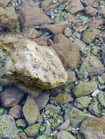 A close-up view of clear shallow water revealing rocks, pebbles, and a small limpet shell. The transparent water highlights the natural textures and colors of the submerged stones, creating a peaceful coastal scene.の写真素材