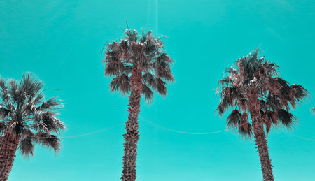 Three tall palm trees stand against a vivid green sky, their green fronds swaying in the sunlight. A tropical scene evoking summer, travel, and warm weather in an exotic, peaceful setting.の写真素材