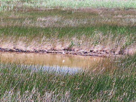 A scenic marshland with tall green and brown grasses, reflecting water under a blue sky. A natural wetland habitat rich in biodiversity and vegetation.の写真素材