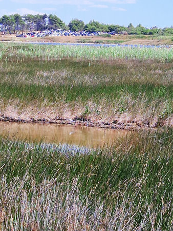 A scenic marshland with tall green and brown grasses, reflecting water under a blue sky. A natural wetland habitat rich in biodiversity and vegetation.の写真素材