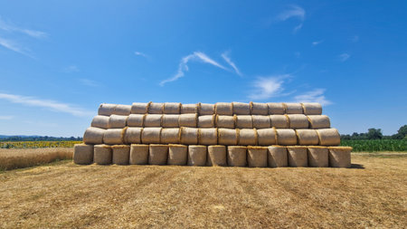 Large neatly stacked round hay bales on a dry harvested field under a clear blue sky. Rural agricultural scene in summer with golden tones, farmland, and sunflowers in the background.の写真素材