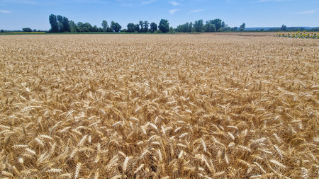 Wide golden wheat field under a clear blue summer sky. Fully grown ears of wheat sway in the breeze, signaling peak harvest time in a quiet rural agricultural landscape with no people.の写真素材