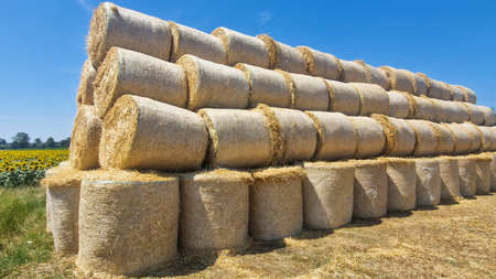 Large neatly stacked round hay bales on a dry harvested field under a clear blue sky. Rural agricultural scene in summer with golden tones, farmland, and sunflowers in the background.の写真素材