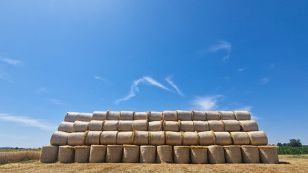 Large neatly stacked round hay bales on a dry harvested field under a clear blue sky. Rural agricultural scene in summer with golden tones, farmland, and sunflowers in the background.の写真素材