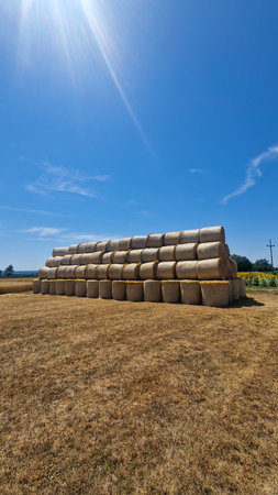 Large neatly stacked round hay bales on a dry harvested field under a clear blue sky. Rural agricultural scene in summer with golden tones, farmland, and sunflowers in the background.の写真素材
