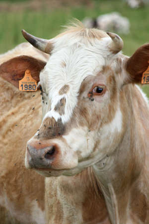 Cow in closeupの写真素材