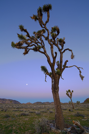 Moonset in Joshua Tree National Park, Californiaの写真素材