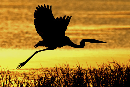 Great Blue Heron in flight over lake, central Floridaの写真素材