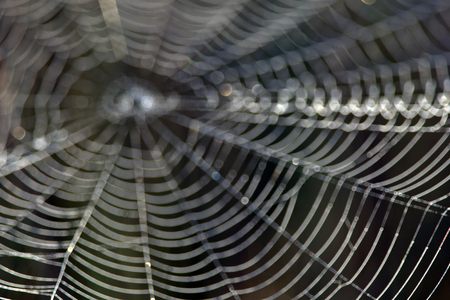 Spider web abstract in Big Cypress National Preserve, Floridaの写真素材