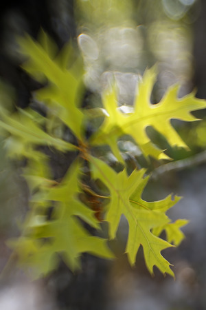 Turkey Oak leaves abstract , southern Georgiaの写真素材