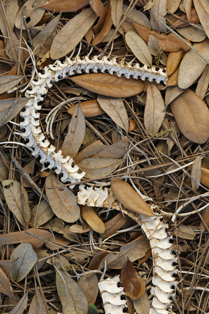 A snake skeleton on the ground at Lake Wales Ridge State Forest in Polk County, Floridaの写真素材