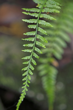 An endangered Auricled Spleenwort fern in Fakahatchee Strand Preserve State Park in Collier County, Floridaの写真素材