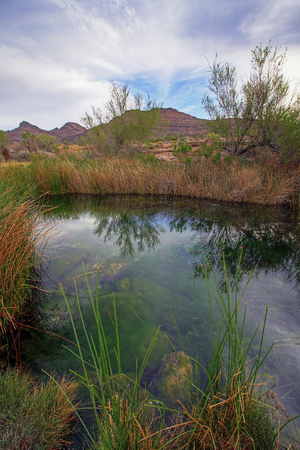 A spring at Ash Meadows National Wildlife Refuge in Nye County, Nevadaの写真素材