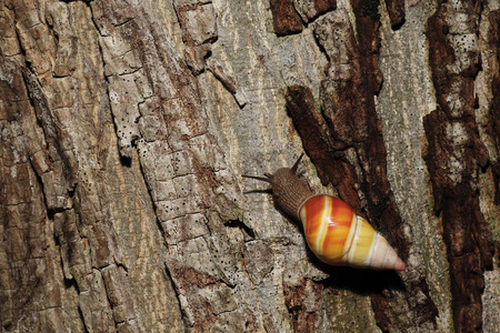 A rare Florida tree snail at Dagny Johnson Key Largo Hammock Botanical State Park in Key Largo, Floridaの写真素材